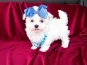 Funny Maltese Puppy for a Good Home
