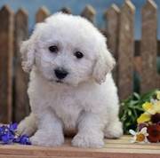 Lovely Bichon Frise Puppies for Adoption