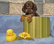 wonderful Cocker Spaniel Puppies For Sale