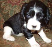 Kindly English Springer Spaniel Puppies For Sale