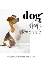 Dog Health + Dog Owner's Delight