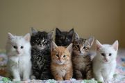 Maine Coon Kittens Available.