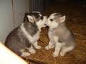 sweet Siberian husky puppies for adoption!! 