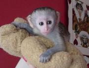 SOCIALIZED HOME TRAIN CAPUCHIN MONKEYS AVAILABLE NOW !!! 